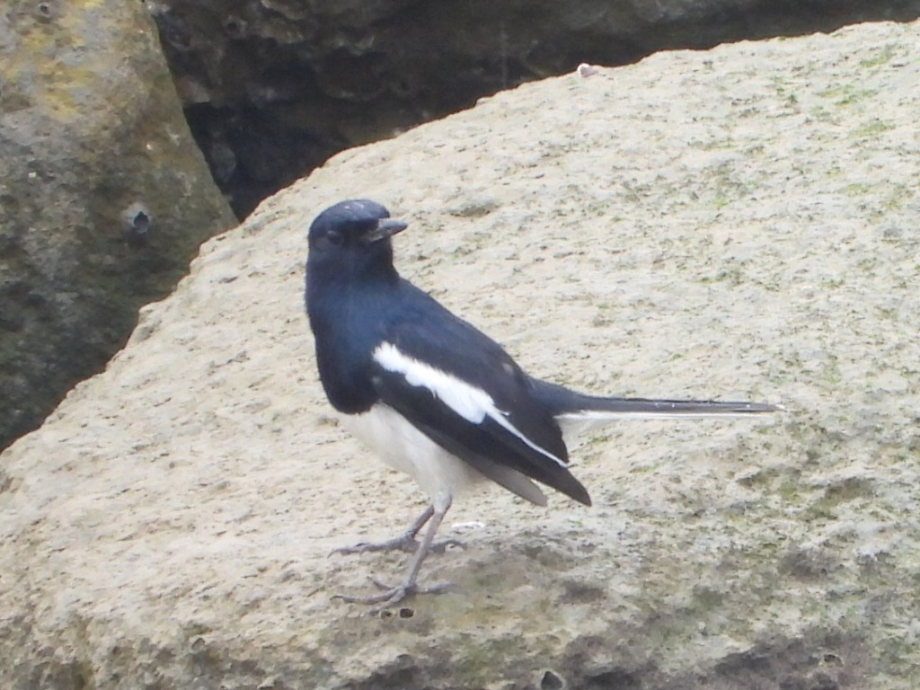 Oriental Magpie-Robin - ML646835565