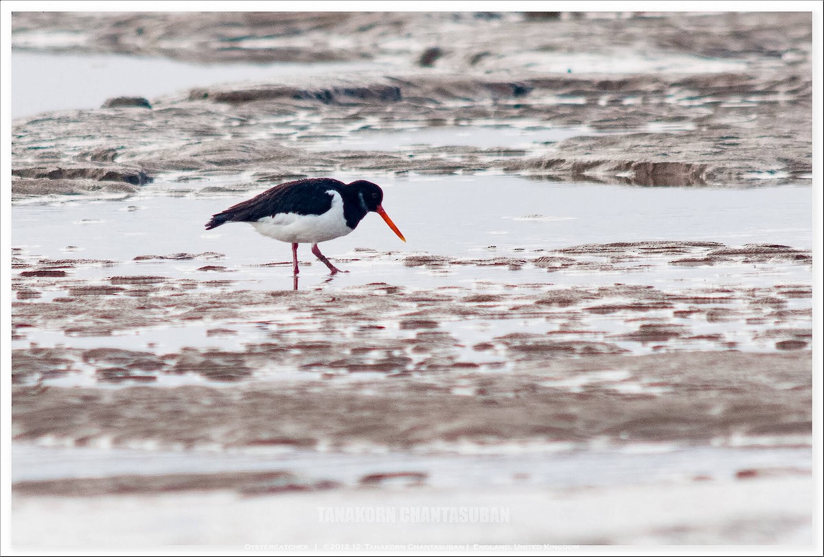Eurasian Oystercatcher - ML646835566