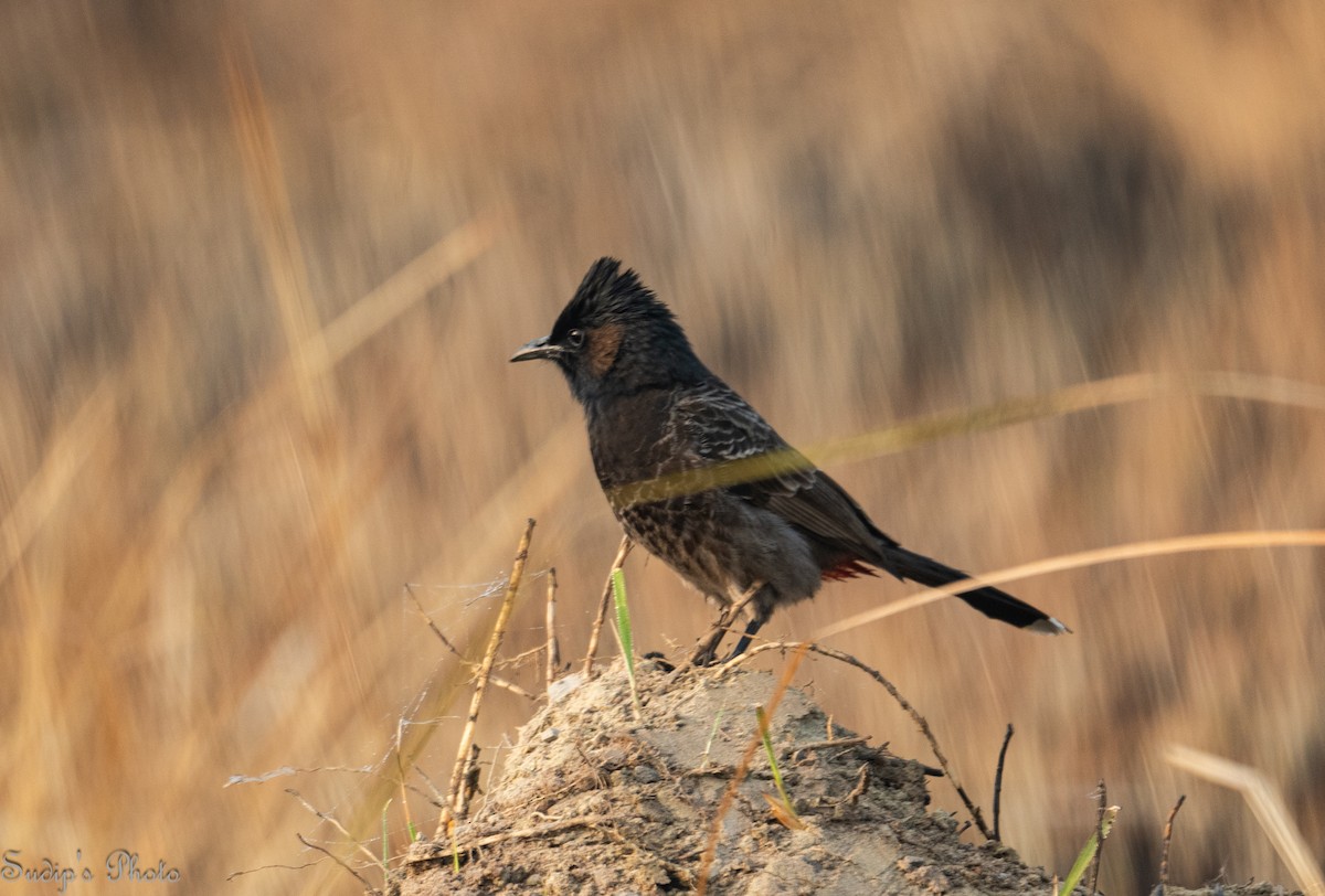 Red-vented Bulbul - ML646835568