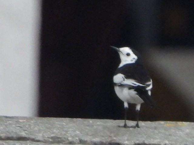 White Wagtail - ML646835570