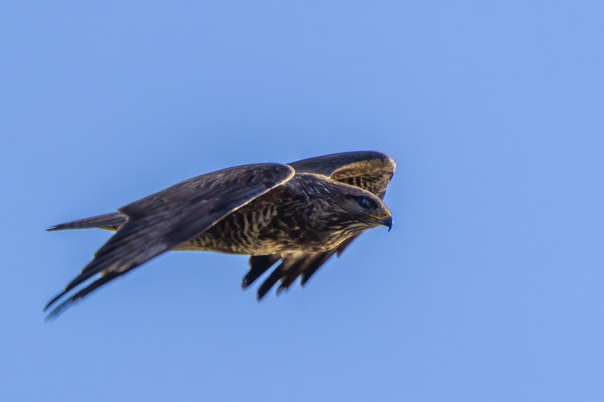 Common Buzzard - ML646835571