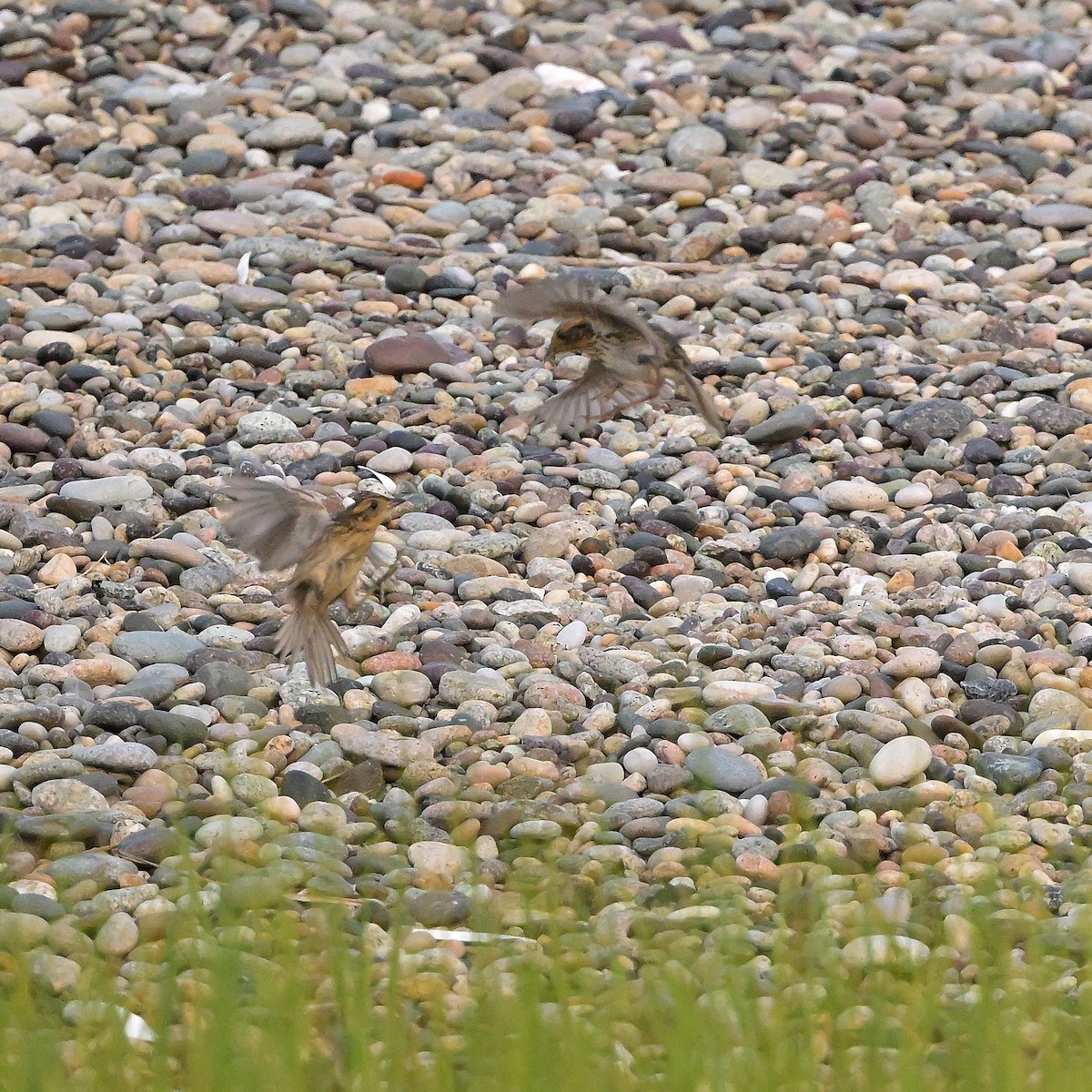 Saltmarsh Sparrow - ML646835572