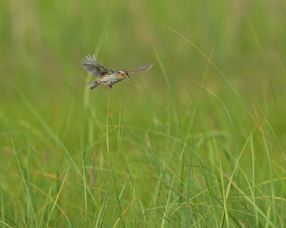 Saltmarsh Sparrow - ML646835573