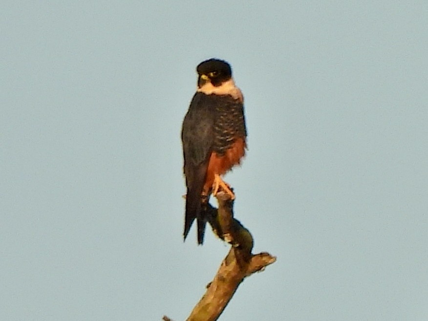 Вечерний сокол - ML646835578