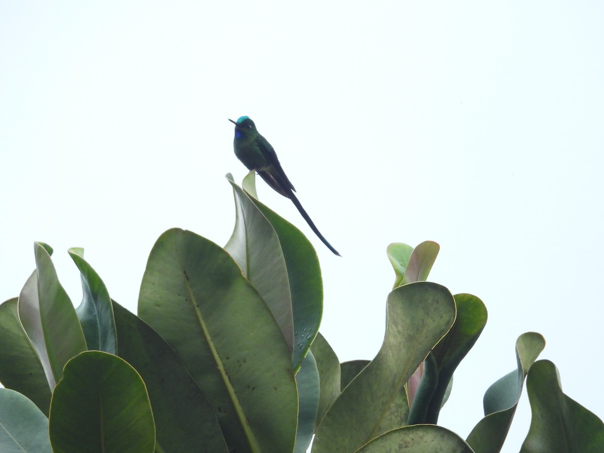 Long-tailed Sylph - ML646835579