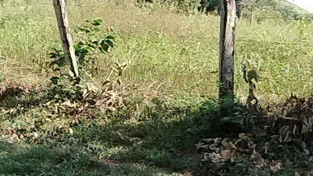 Plain Thornbird - ML646835580