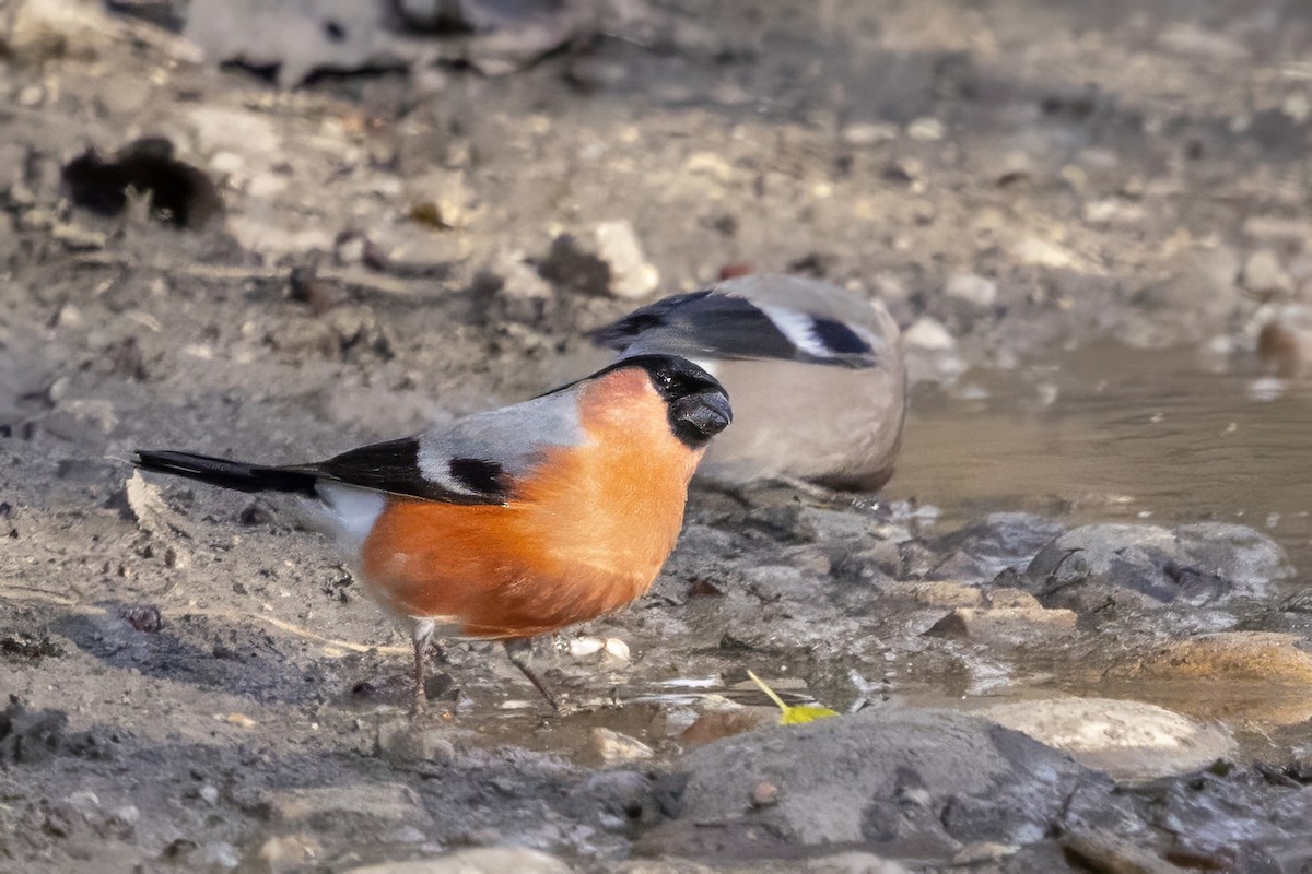Eurasian Bullfinch - ML646835581