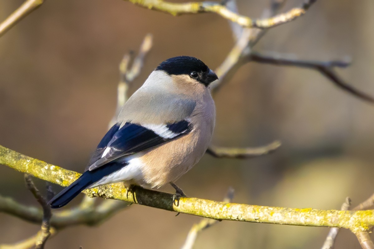 Eurasian Bullfinch - ML646835582