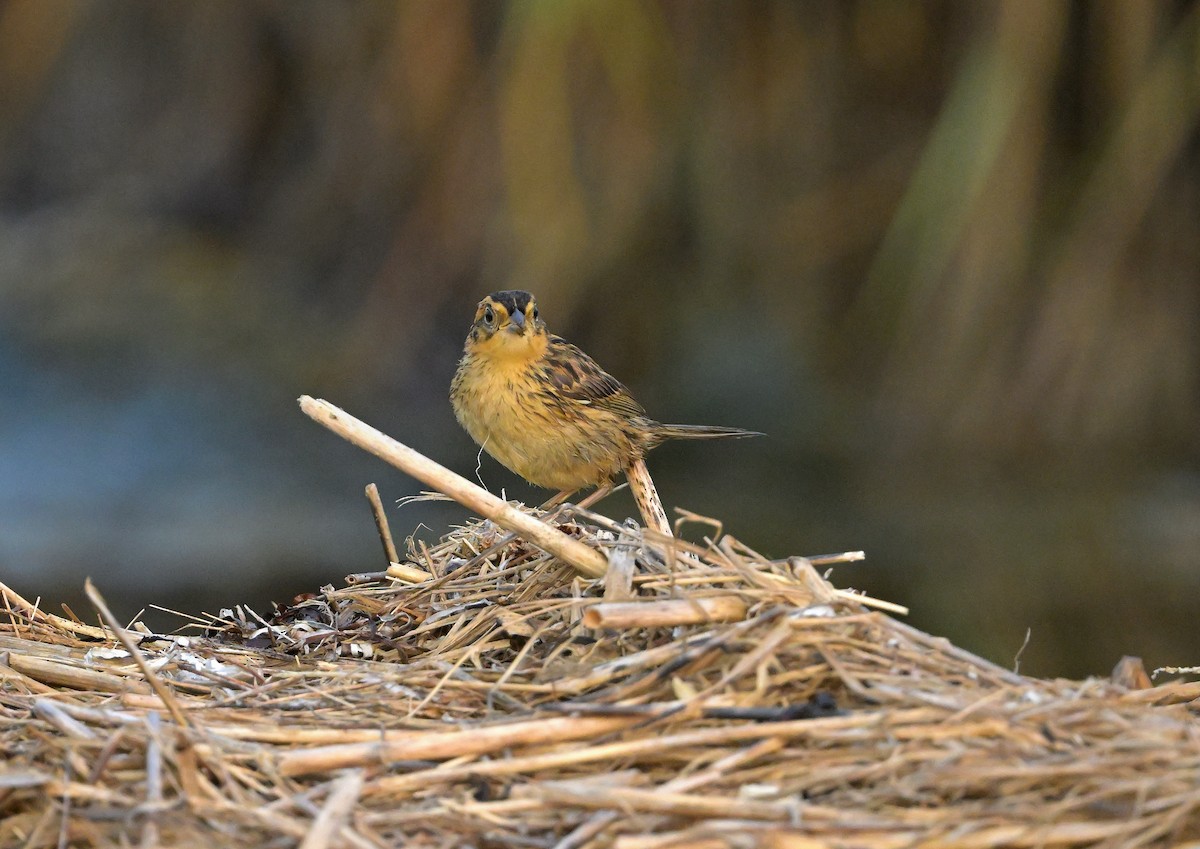 Saltmarsh Sparrow - ML646835583