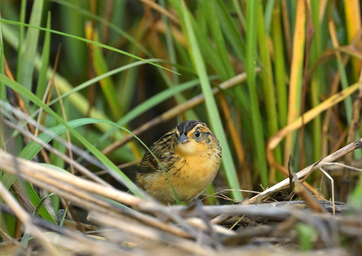 Saltmarsh Sparrow - ML646835584