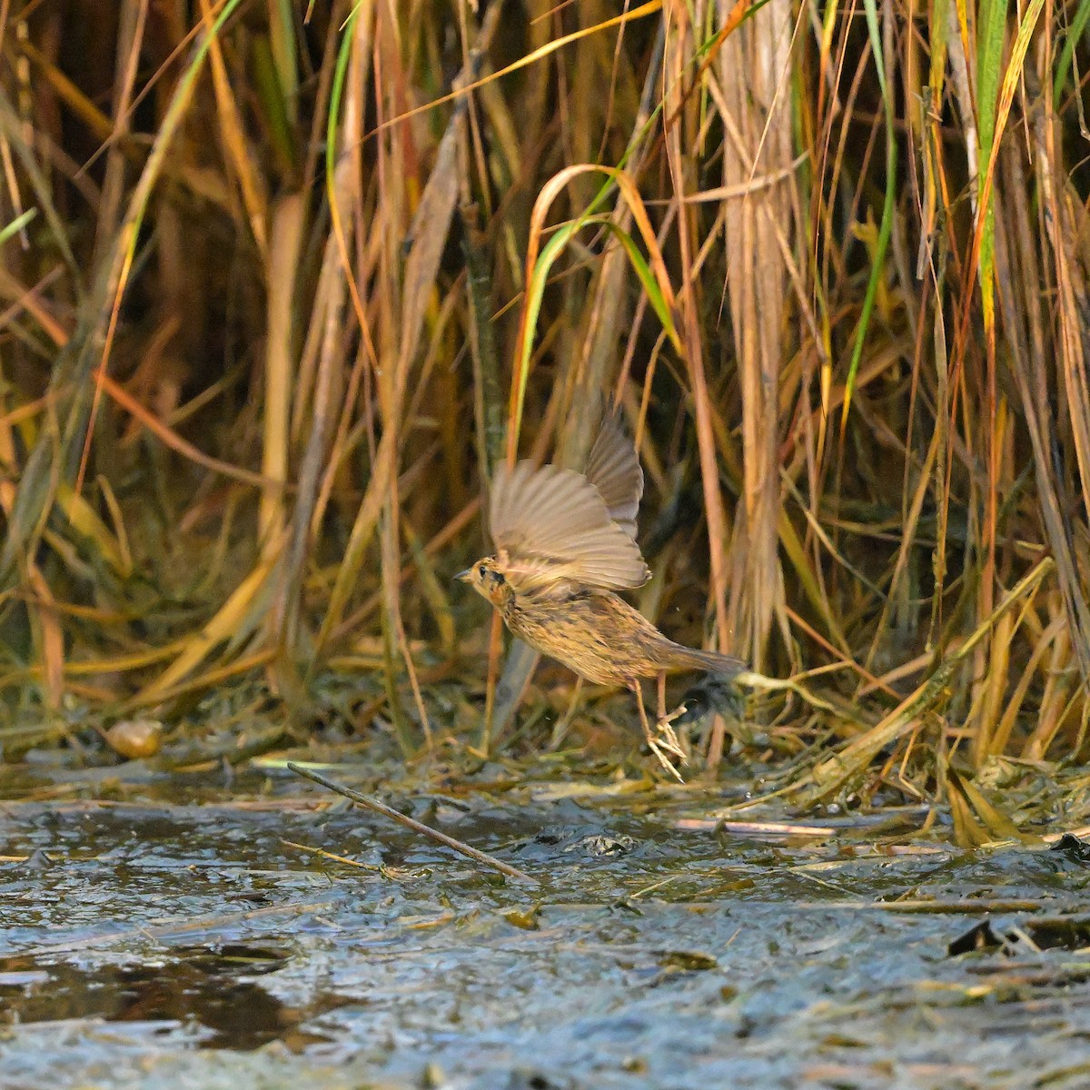 Saltmarsh Sparrow - ML646835585