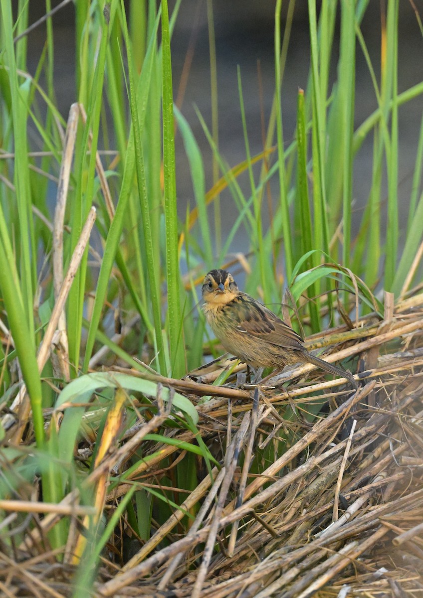 Saltmarsh Sparrow - ML646835586