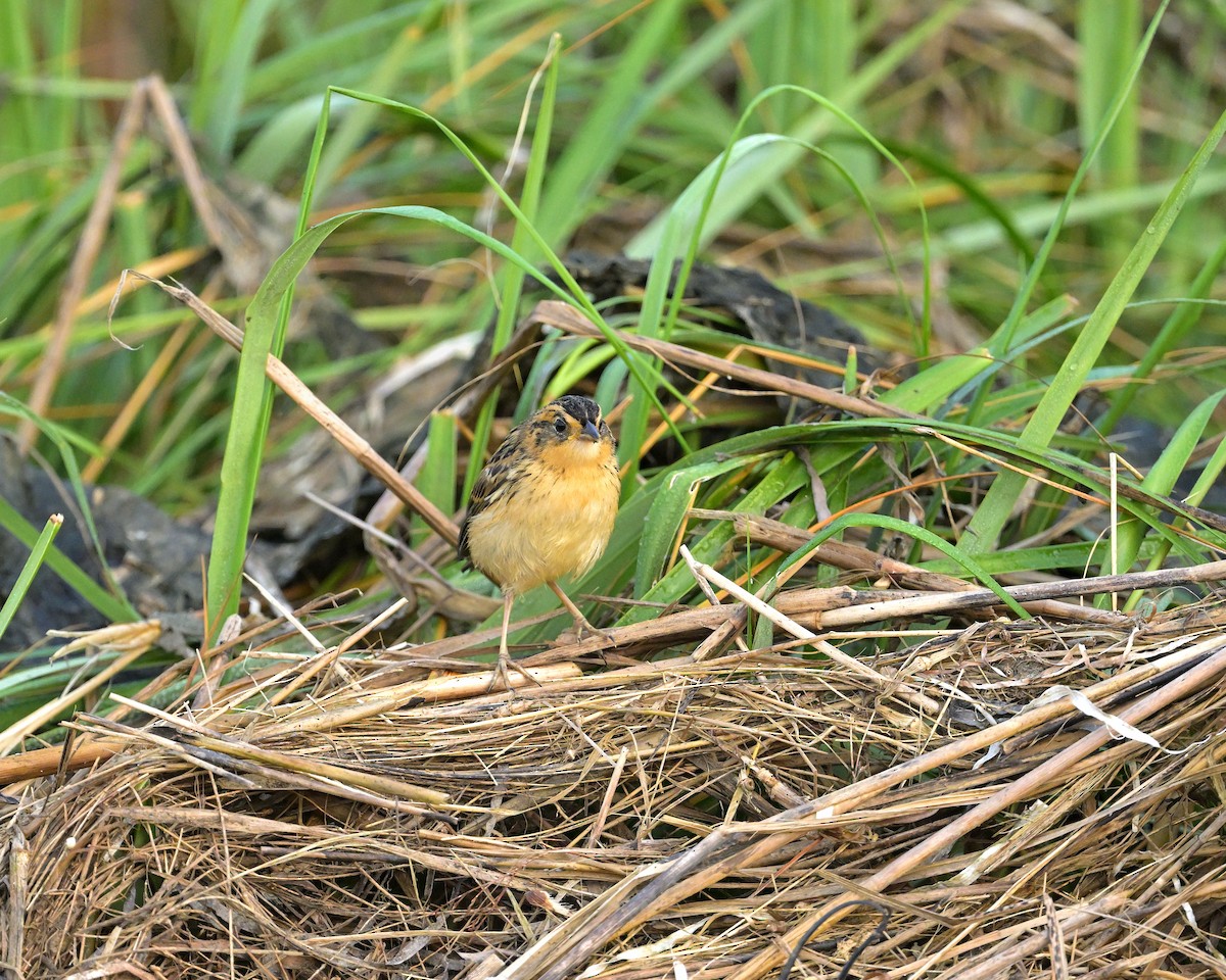 Saltmarsh Sparrow - ML646835587