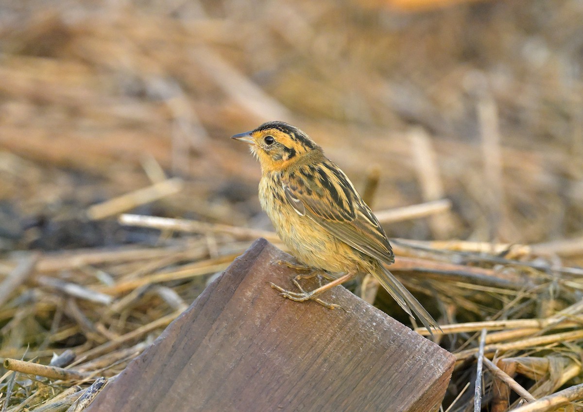Saltmarsh Sparrow - ML646835588