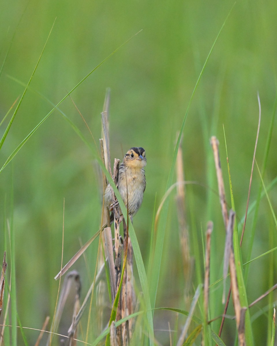 Saltmarsh Sparrow - ML646835589