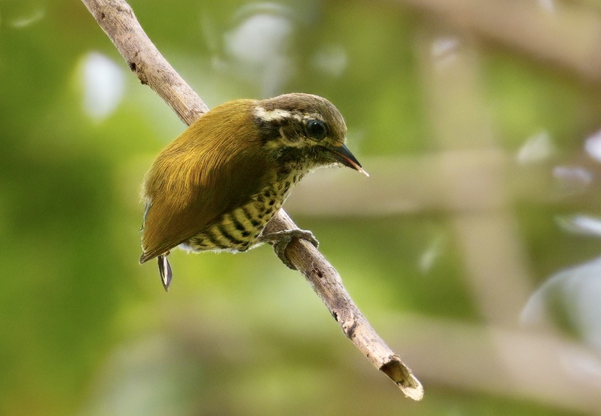 Speckled Piculet - ML646835590