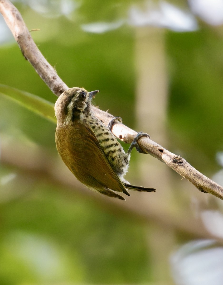 Speckled Piculet - ML646835591