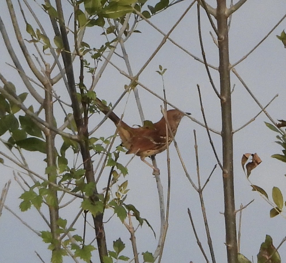 Brown Thrasher - ML646835592