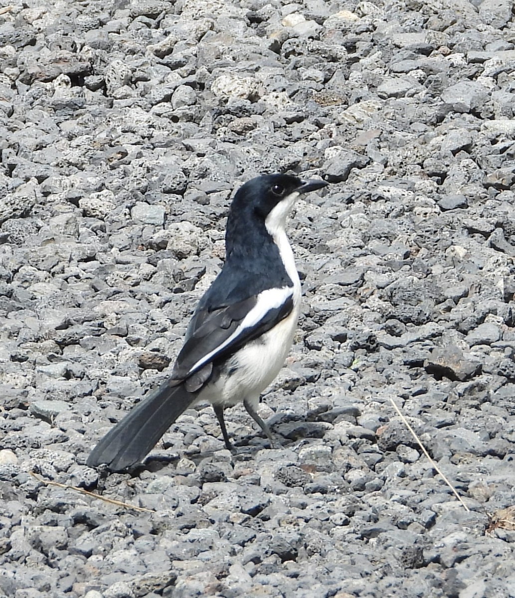 Tropical Boubou - ML646835596