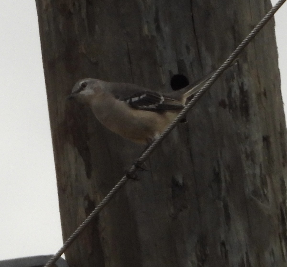 Northern Mockingbird - ML646835597