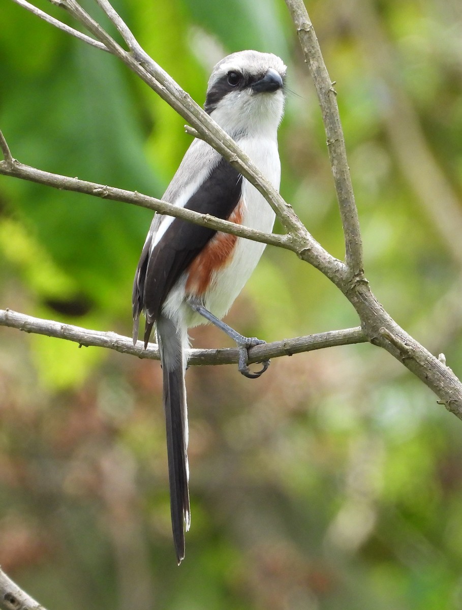 Mackinnon's Shrike - ML646835599