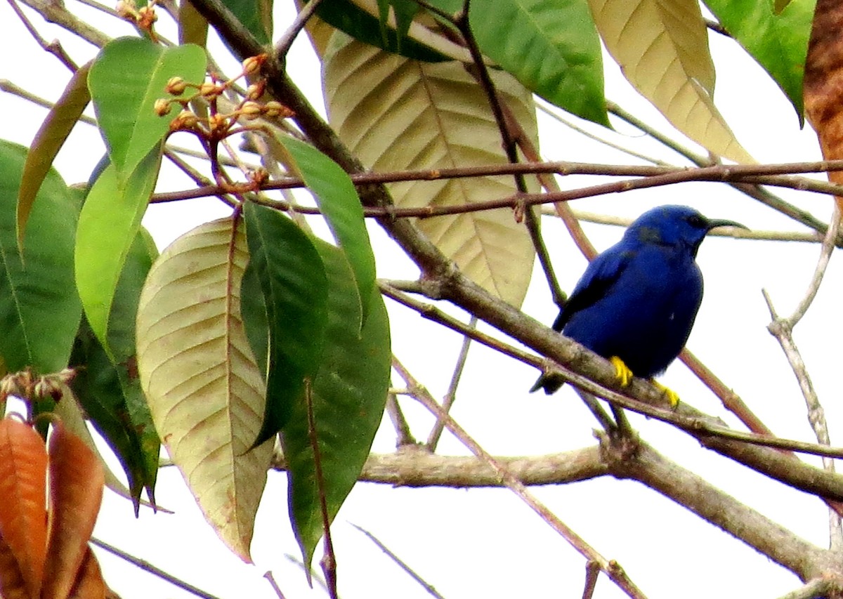 Purple Honeycreeper - ML646835600