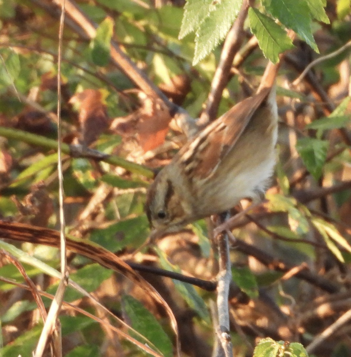 Swamp Sparrow - ML646835602