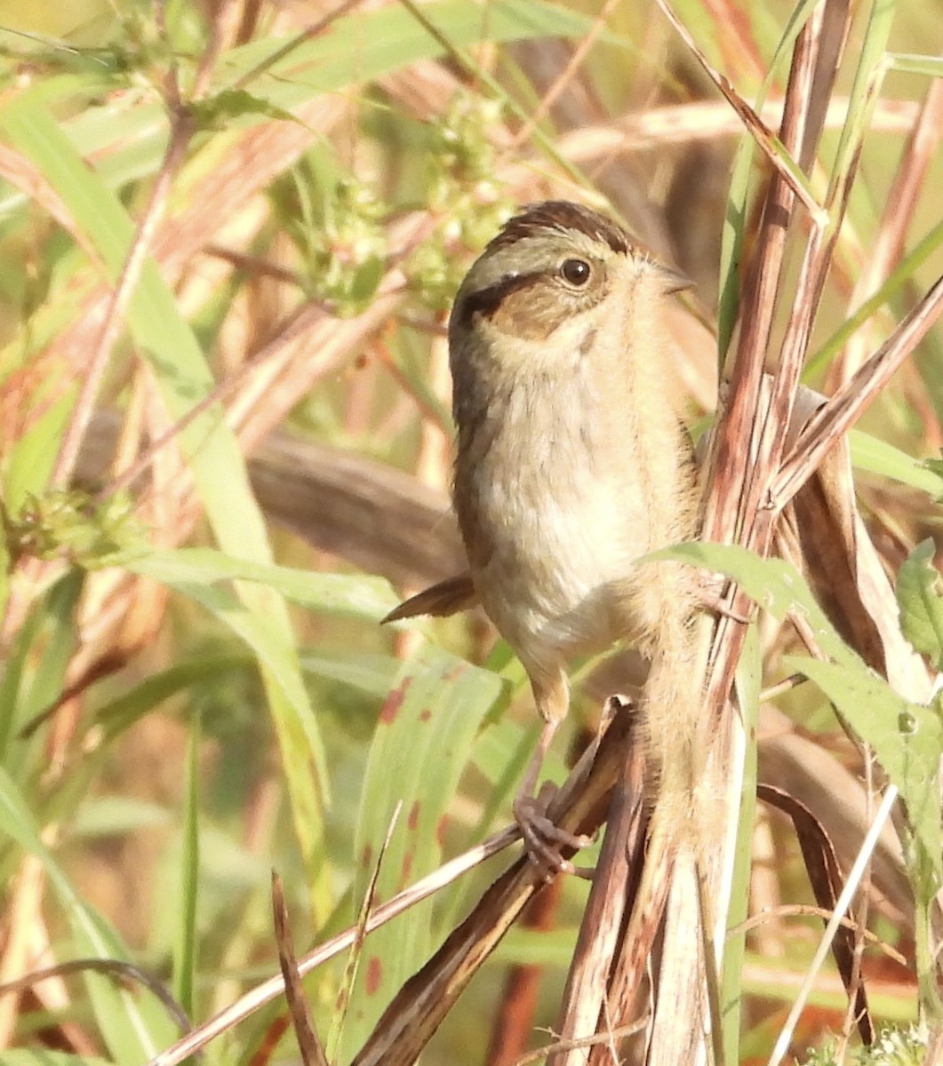 Swamp Sparrow - ML646835603