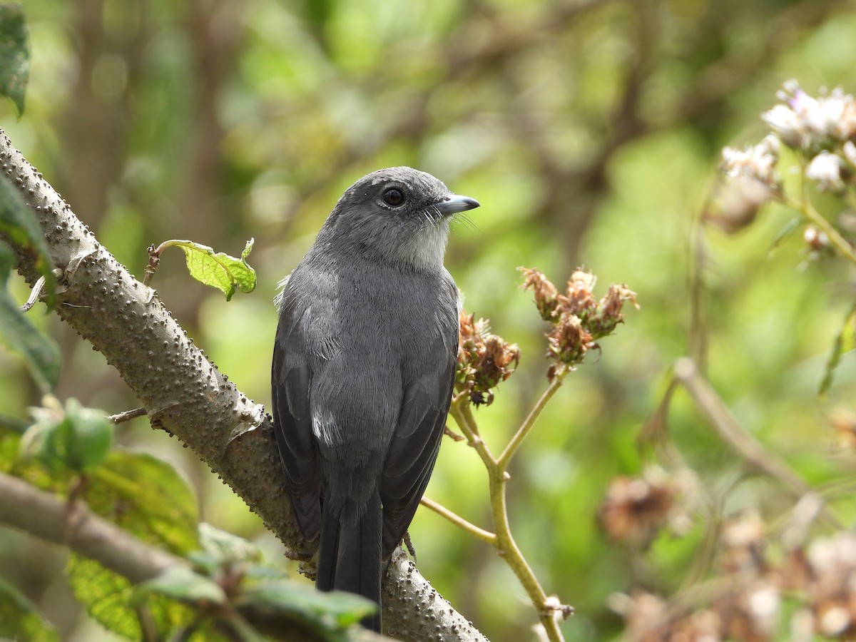 White-eyed Slaty-Flycatcher - ML646835604