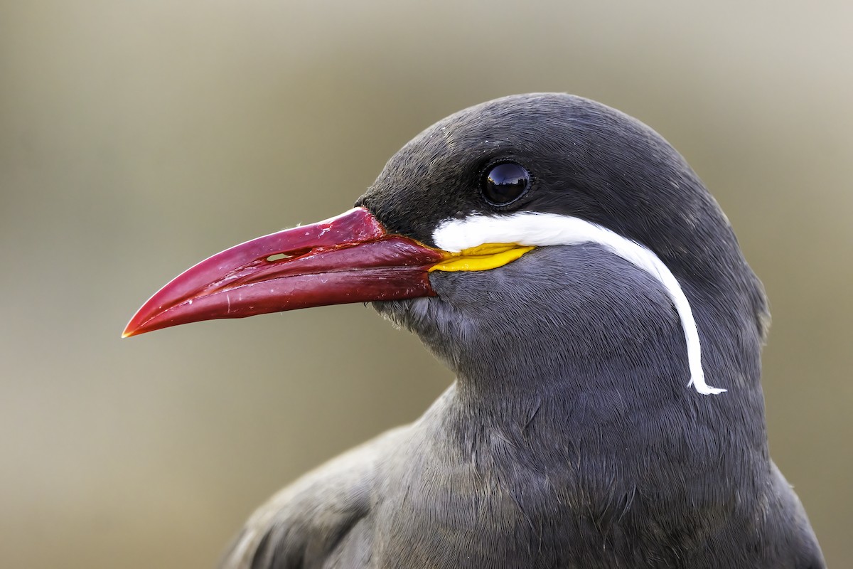 Inca Tern - ML646835605