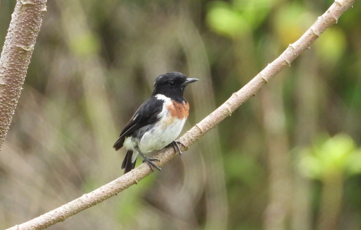 African Stonechat - ML646835606