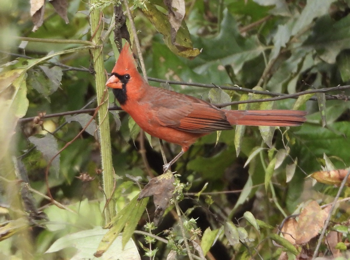 Northern Cardinal - ML646835607