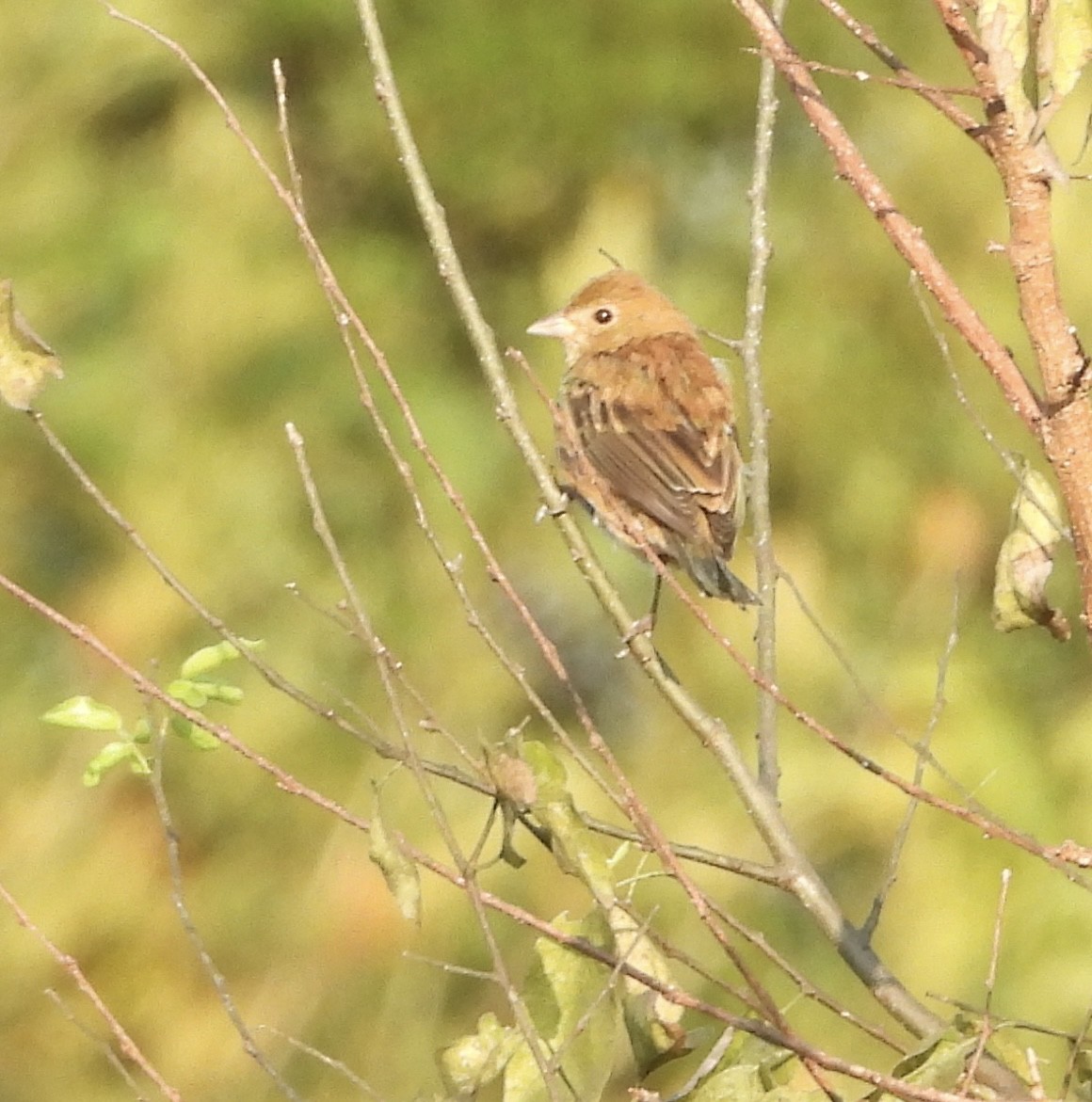 Indigo Bunting - ML646835608