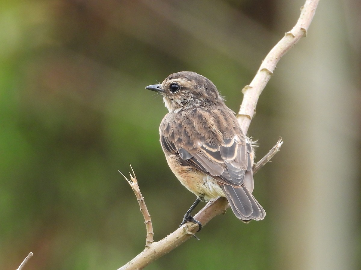 African Stonechat - ML646835609