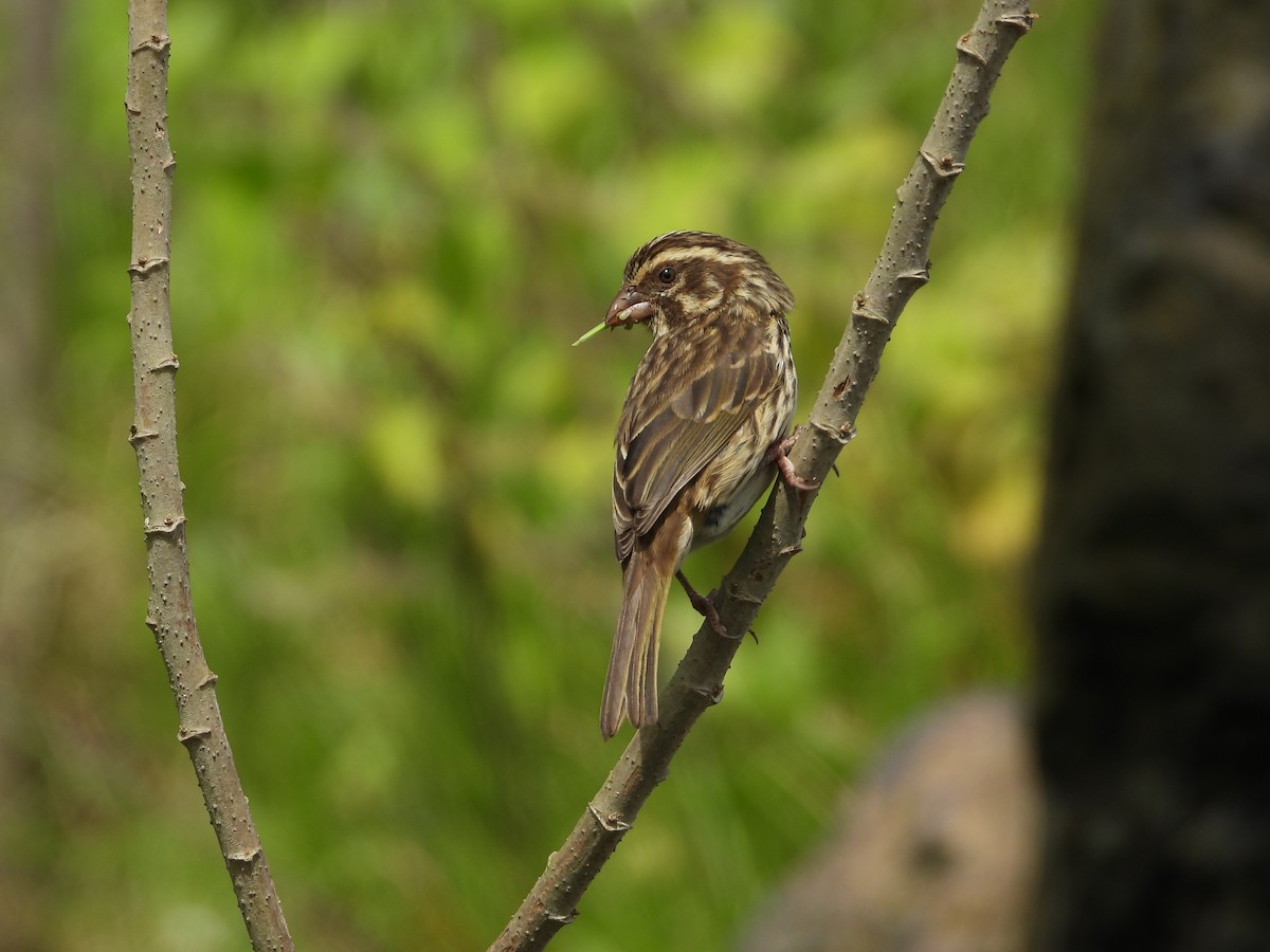 Streaky Seedeater - ML646835611