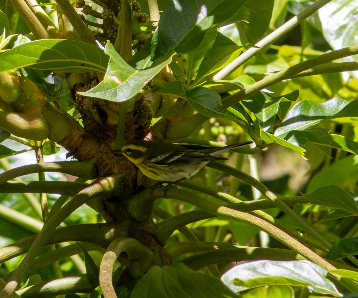 Reinita de Townsend - ML646835615