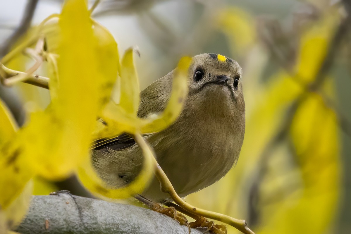 Goldcrest - ML646835616