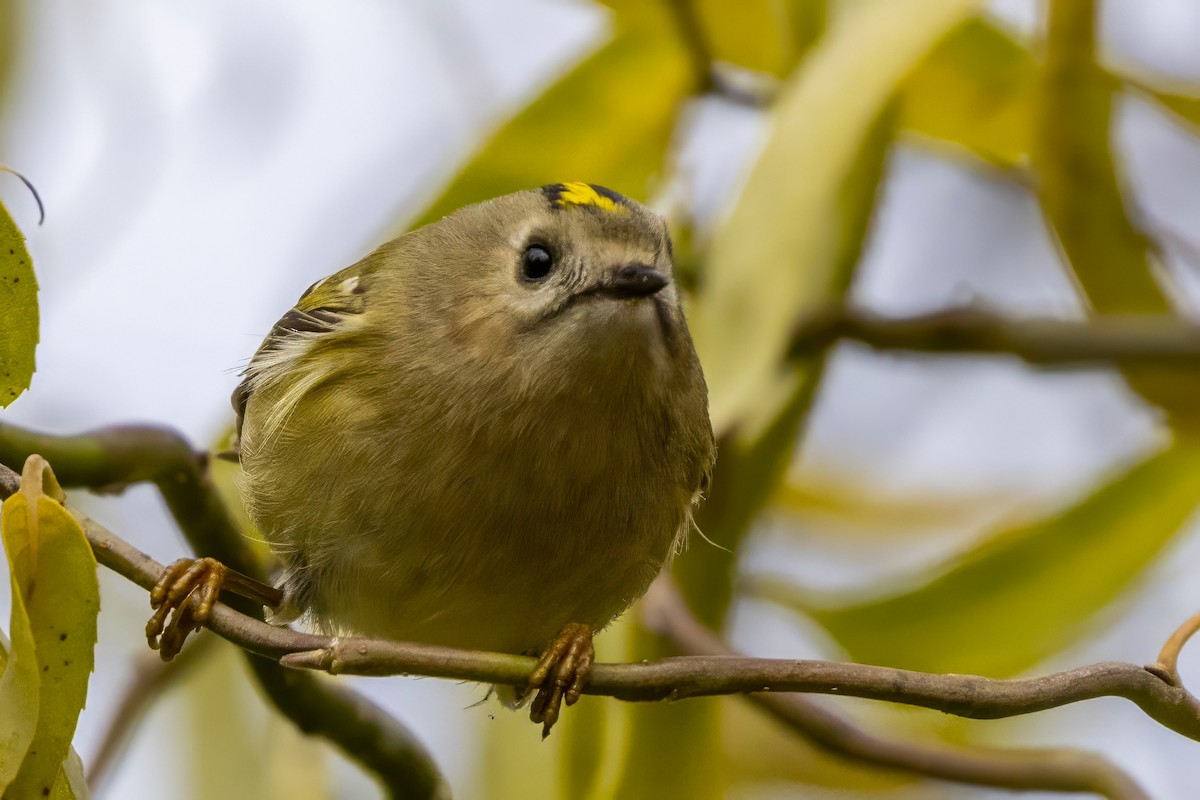 Goldcrest - ML646835617