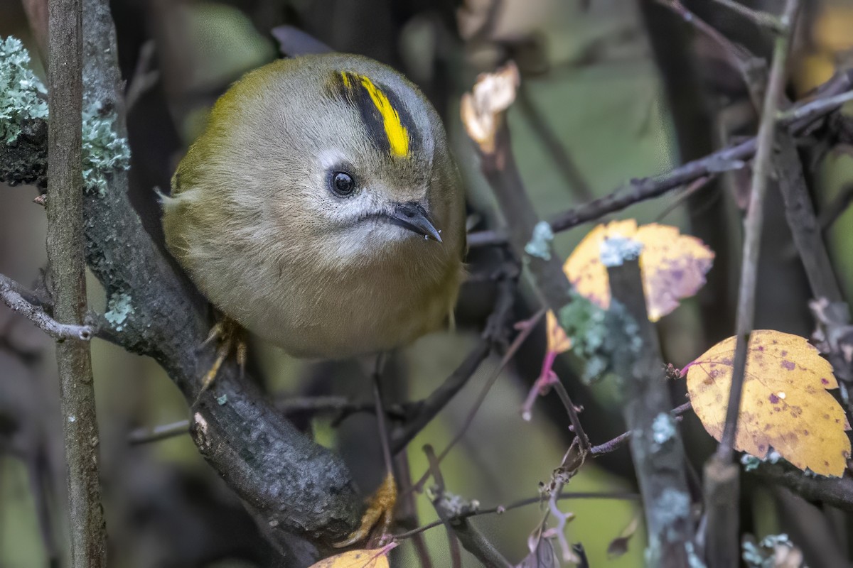 Goldcrest - ML646835619