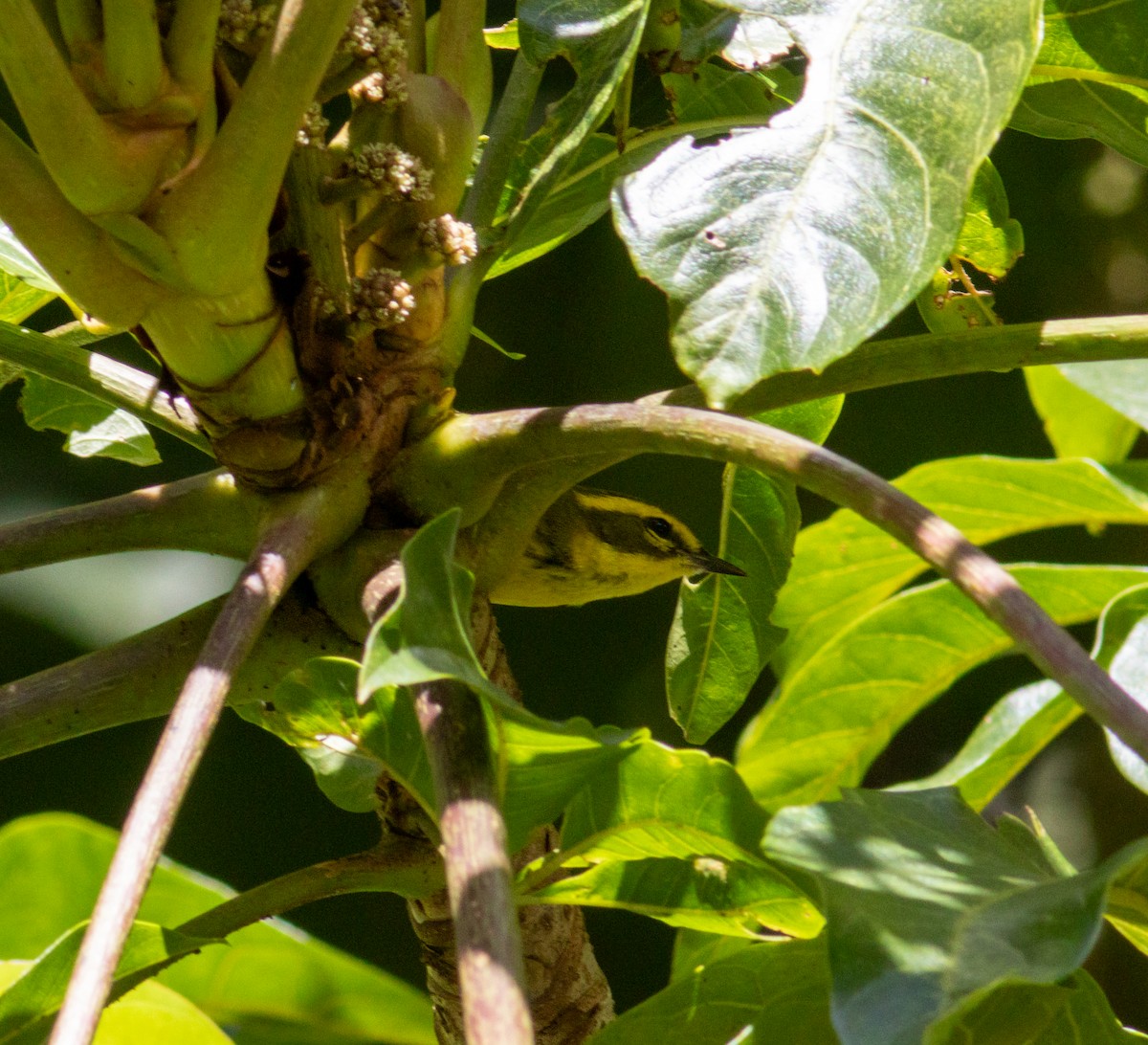 Reinita de Townsend - ML646835620