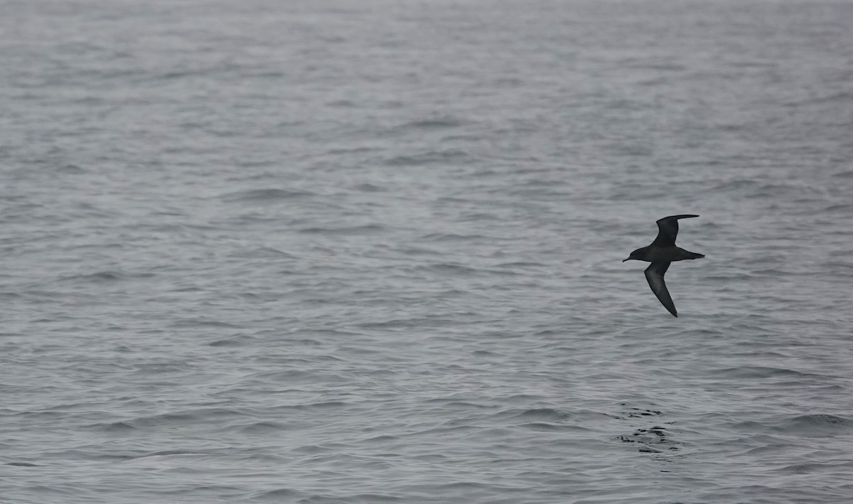 Sooty Shearwater - ML646835646