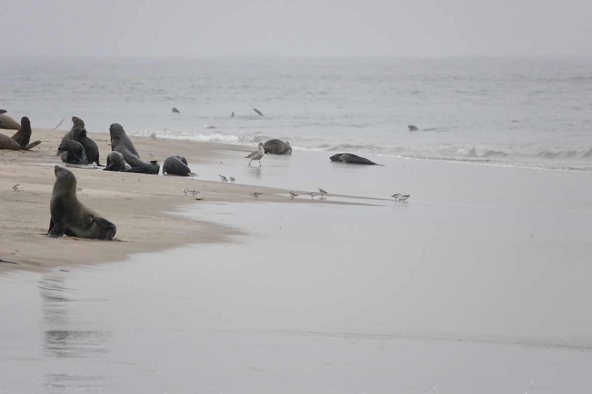 Sanderling - ML646835648