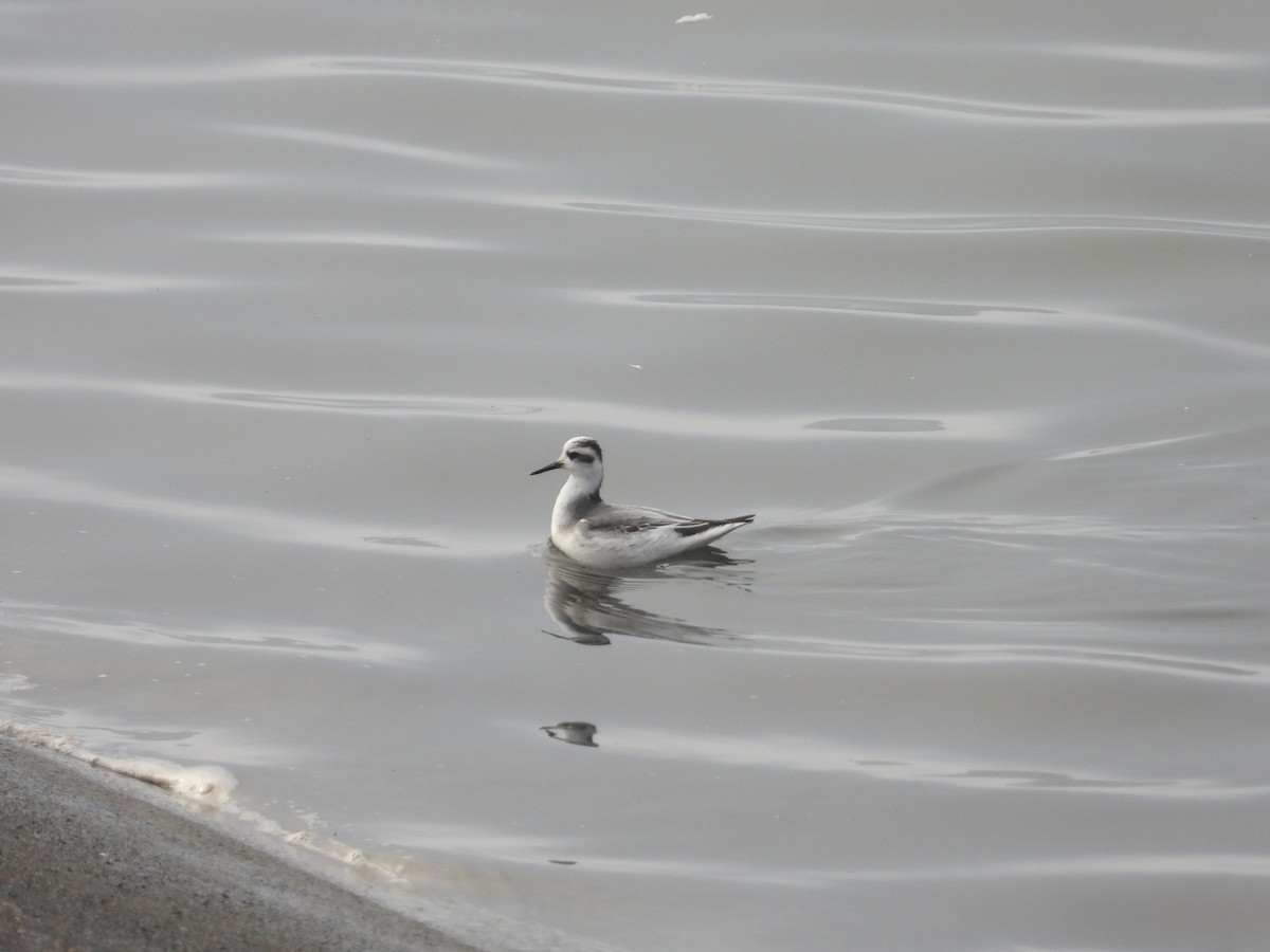 Kızıl Denizdüdükçünü - ML646835651