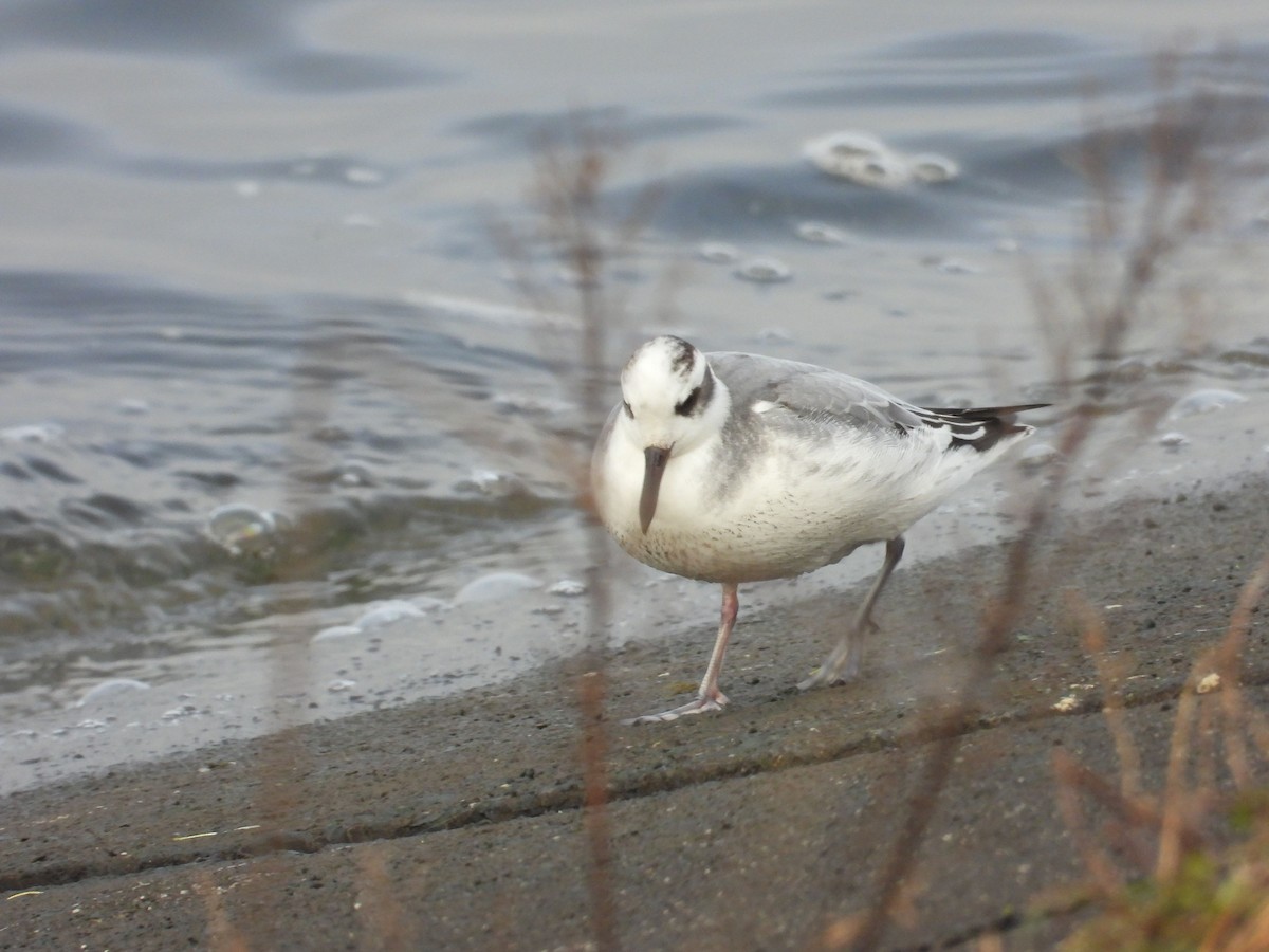 Kızıl Denizdüdükçünü - ML646835652