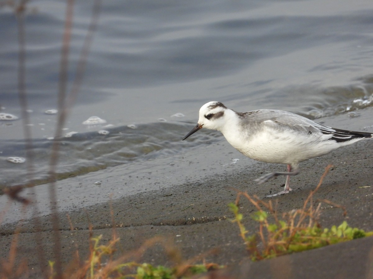 Kızıl Denizdüdükçünü - ML646835653