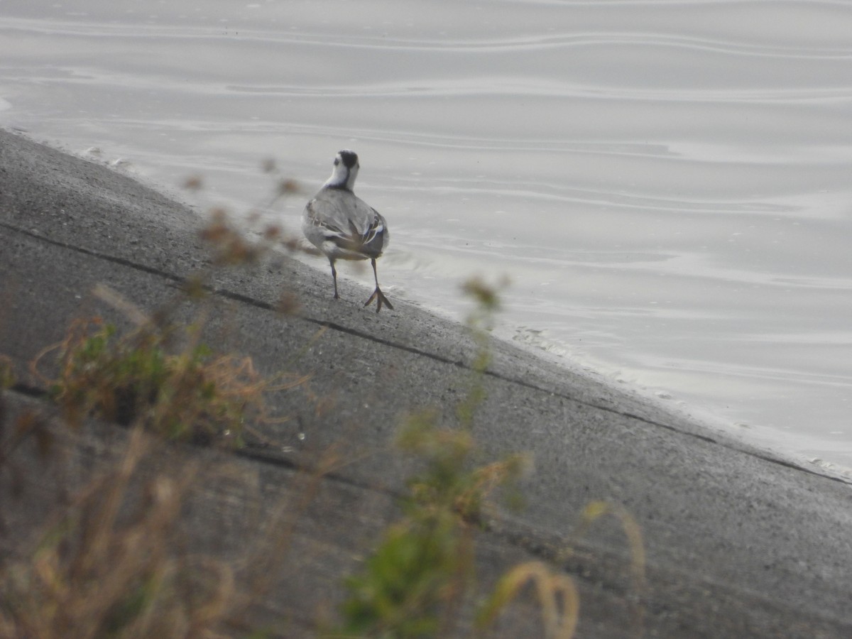 Kızıl Denizdüdükçünü - ML646835654