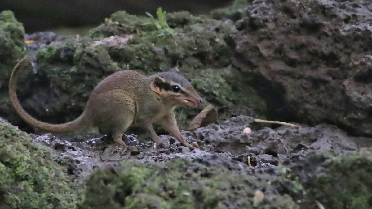 Northern Smooth-tailed Treeshrew - ML646835659