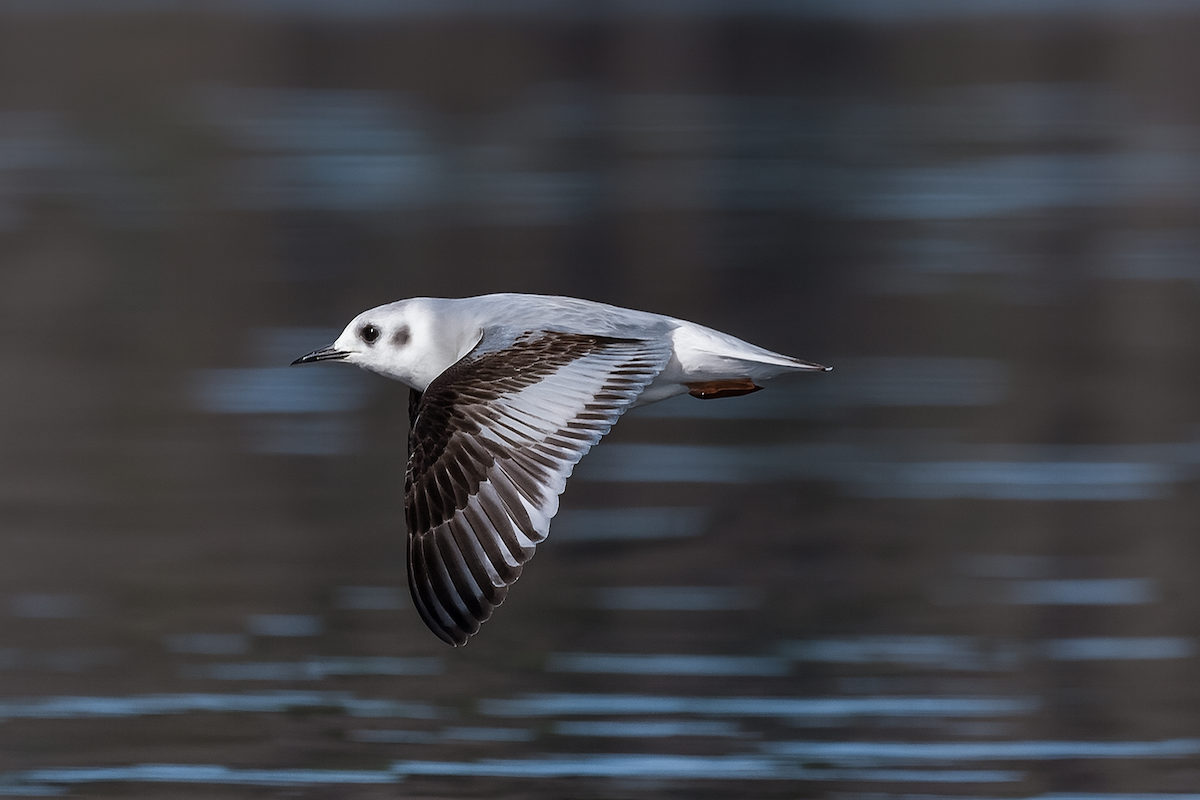 שחף גמדי - ML646835666