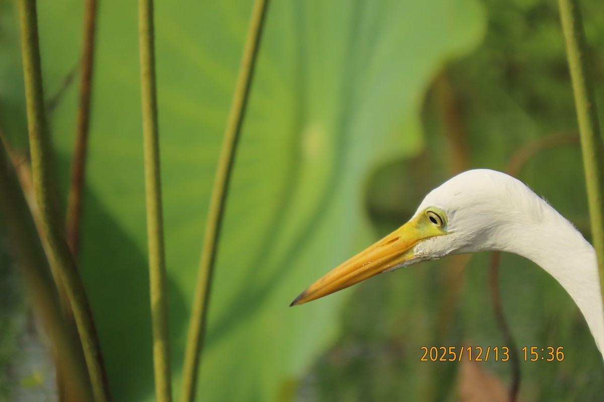 Medium Egret - ML646835668