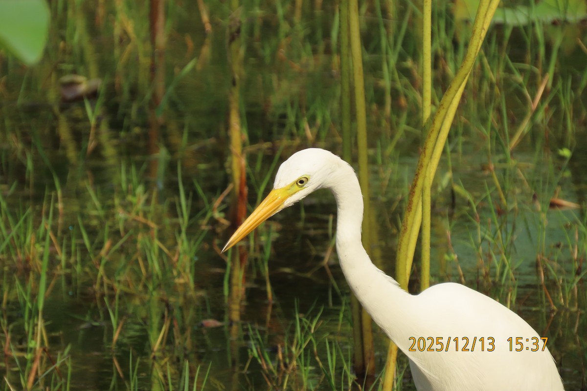 Medium Egret - ML646835669